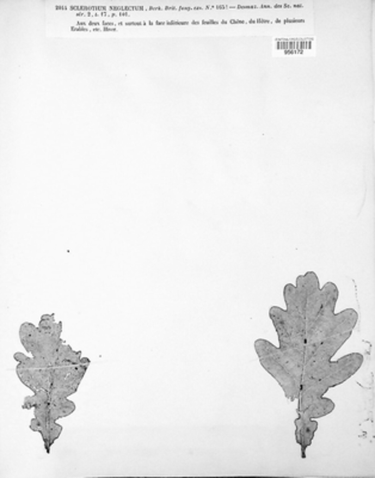 Sclerotium neglectum image